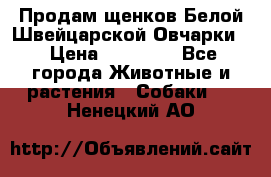 Продам щенков Белой Швейцарской Овчарки  › Цена ­ 20 000 - Все города Животные и растения » Собаки   . Ненецкий АО